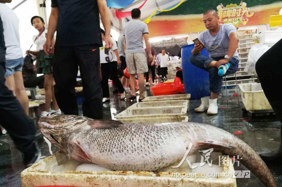 鳘鱼胶多少钱一斤(青岛：特大鳘鱼现身海鲜市场重达35斤多 摊贩要价上万)