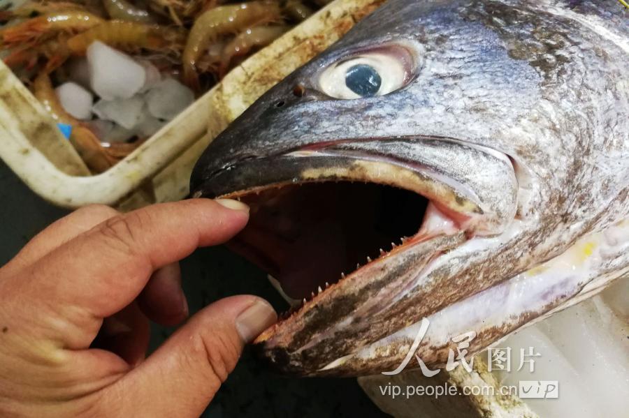 鳘鱼胶多少钱一斤(青岛：特大鳘鱼现身海鲜市场重达35斤多 摊贩要价上万)