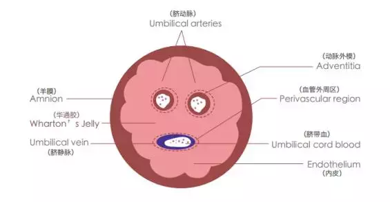 关于干细胞，你应该知道什么？