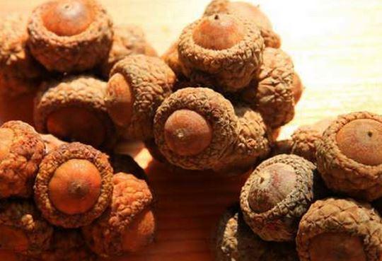 人称"风流果",壮阳比枸杞好用多了