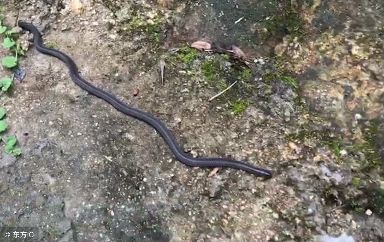 双头蛇是真的吗（胆小慎点最接近传说的生物）