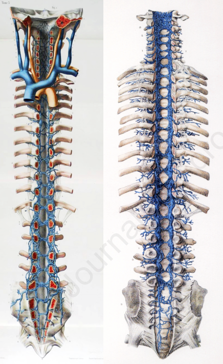 文献查阅 |文献综述——椎静脉丛