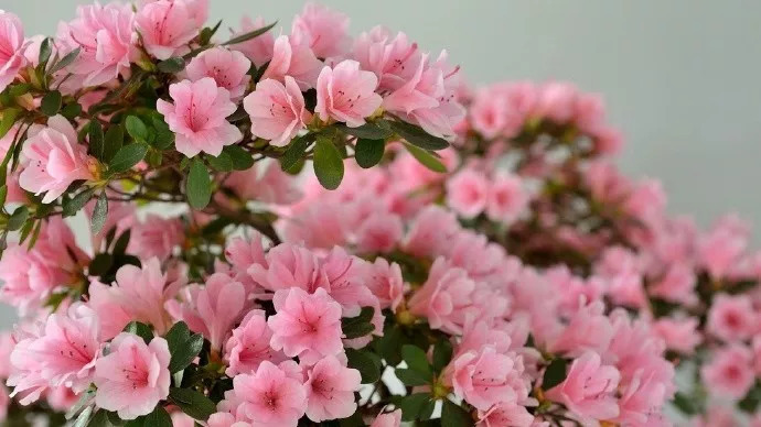 十大名花入诗词：一花一诗，惊艳千年！-第5张图片-非凡网