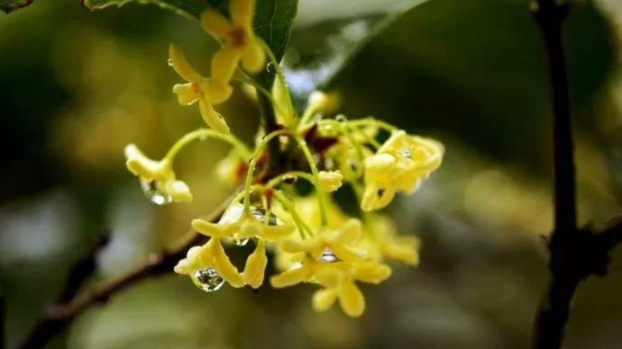 十大名花入诗词：一花一诗，惊艳千年！-第8张图片-非凡网