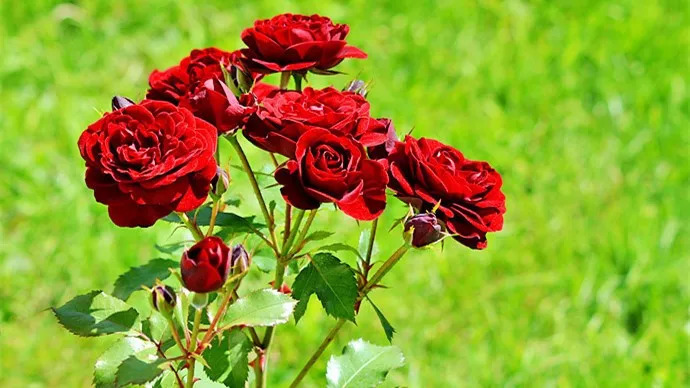 十大名花入诗词：一花一诗，惊艳千年！-第4张图片-非凡网