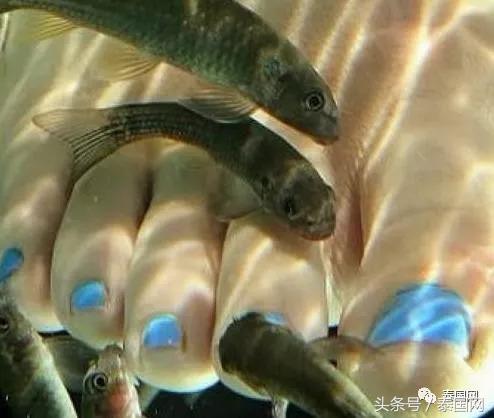 火遍全泰的這種“小魚(yú)啃腳Spa”，你可知有多大健康風(fēng)險(xiǎn)？