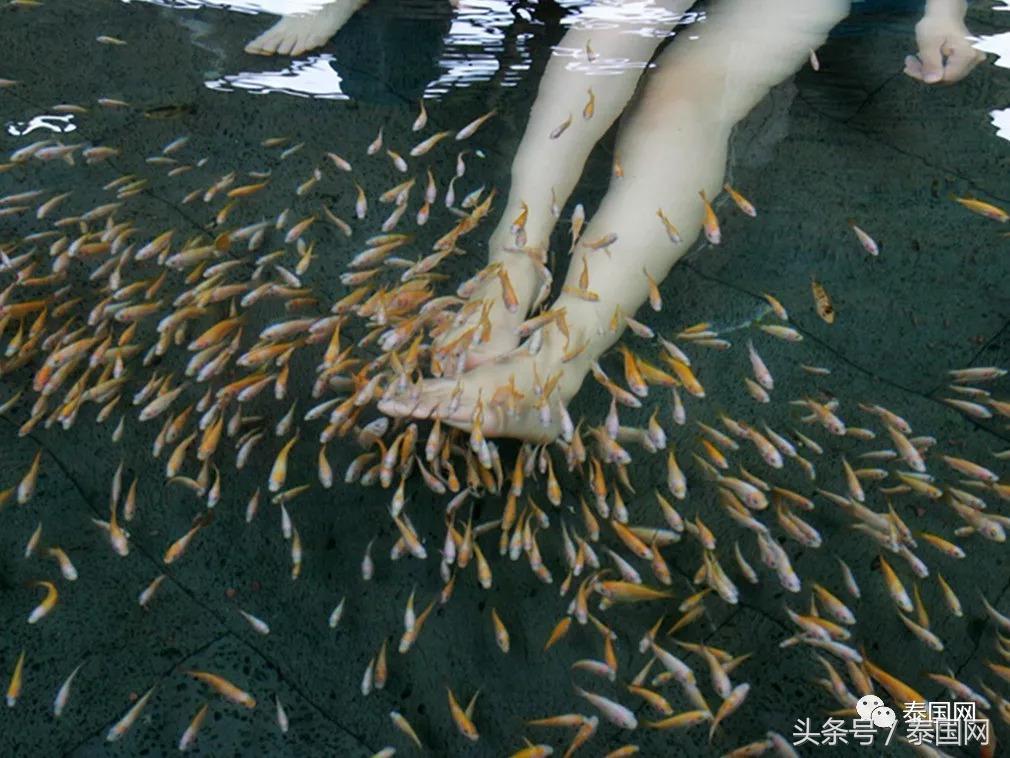 火遍全泰的這種“小魚(yú)啃腳Spa”，你可知有多大健康風(fēng)險(xiǎn)？