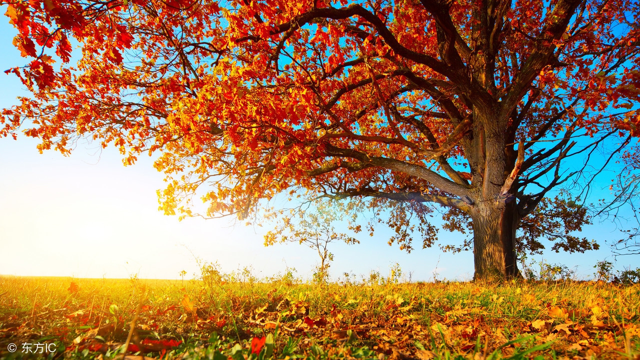 赞美秋天的句子，关于描写秋天的诗句