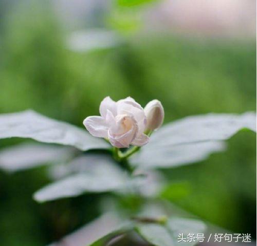 评价一级棒的经典语录，发朋友圈句句刷屏！