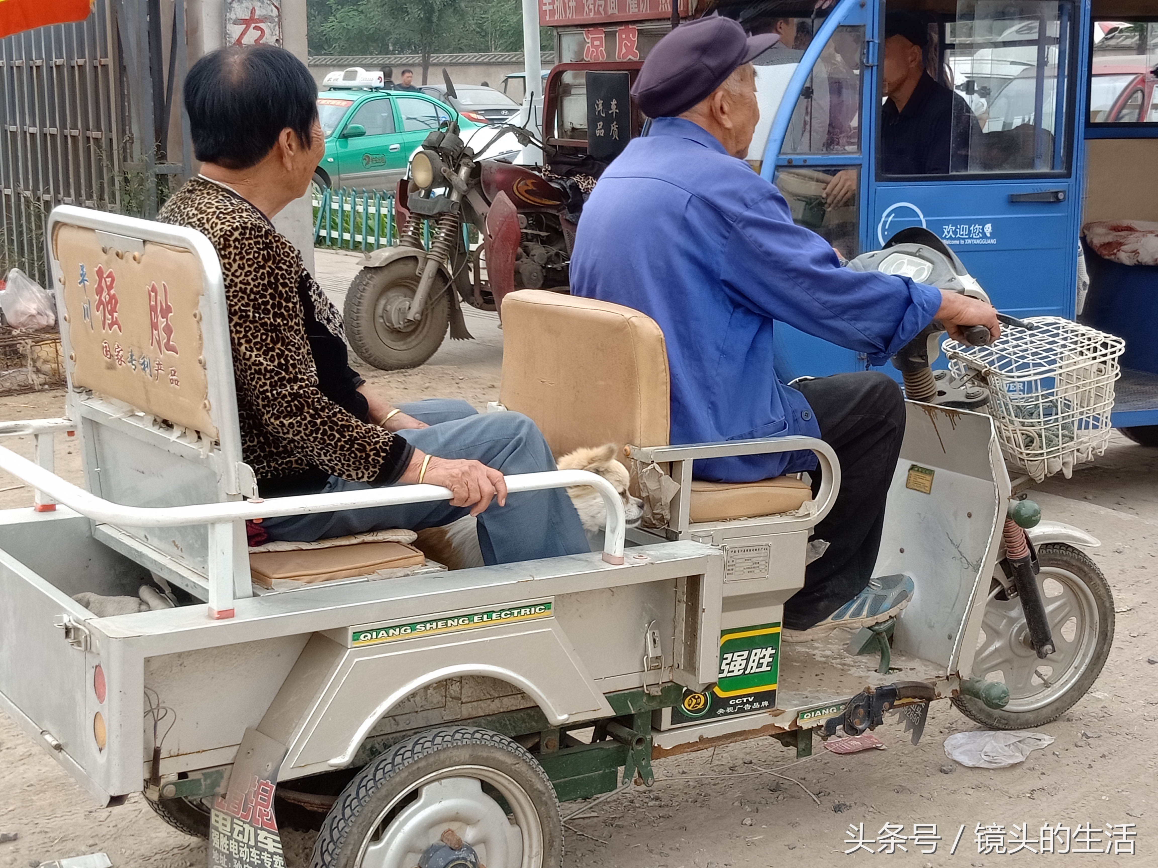 狮子狗价格多少钱一只，狮子狗价格表及图片