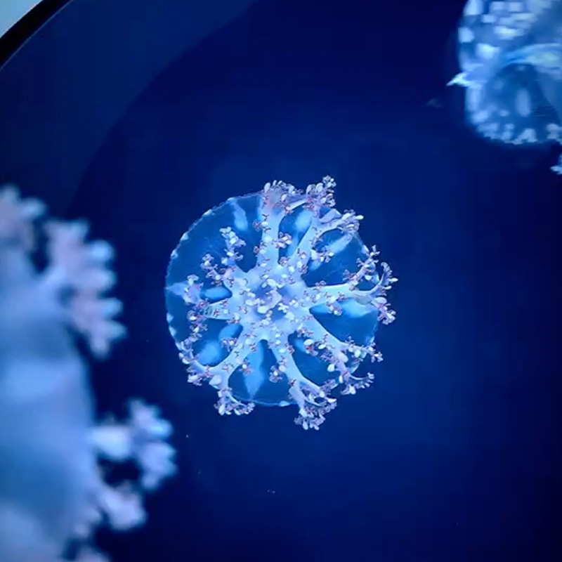 超美倒立水母!非常好养,喜欢阳光