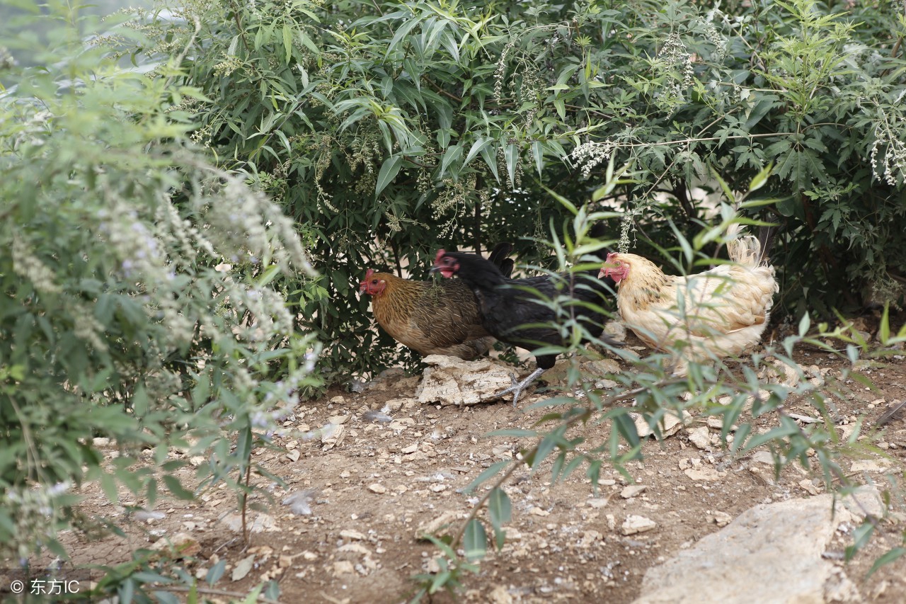 马鞍山农民深山隐居30年，自创自然养鸡法
