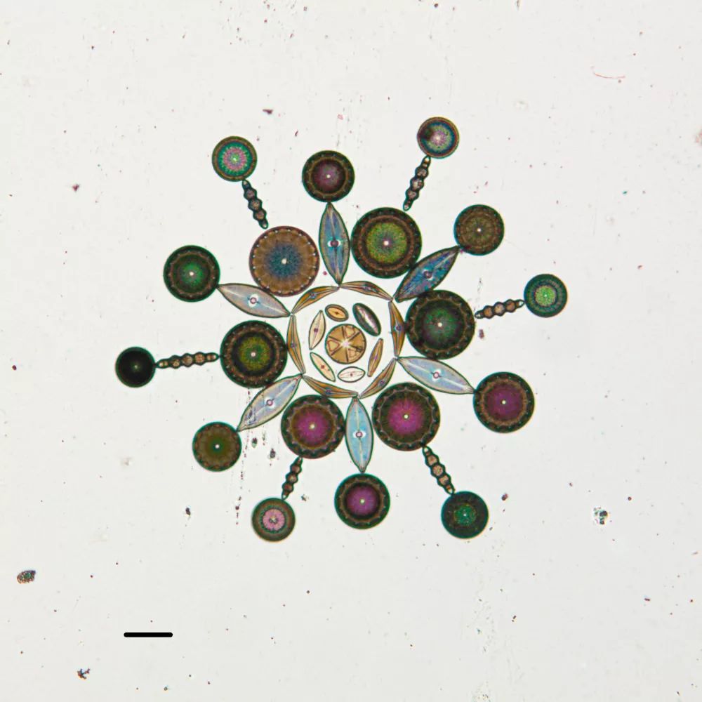 硅藻既不是动物，也不是植物，那它到底是什么？