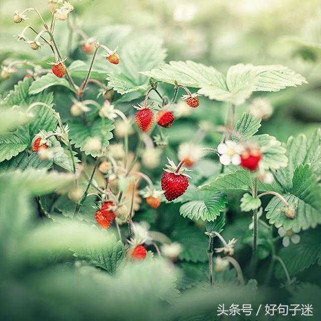 朋友圈温暖人心的唯美句子，让人一看就喜欢 打动人心的唯美短句图片