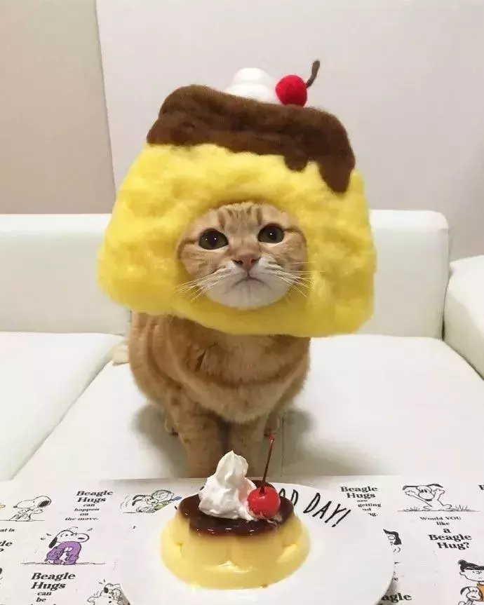 炒鸡萌的头套 戴上后 还是要看颜 宠物 蛋蛋赞