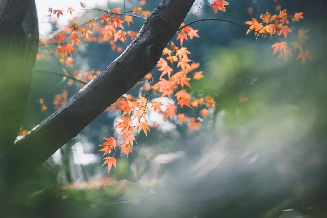 60句励志古诗文，点燃你的斗志-第6张图片-诗句网