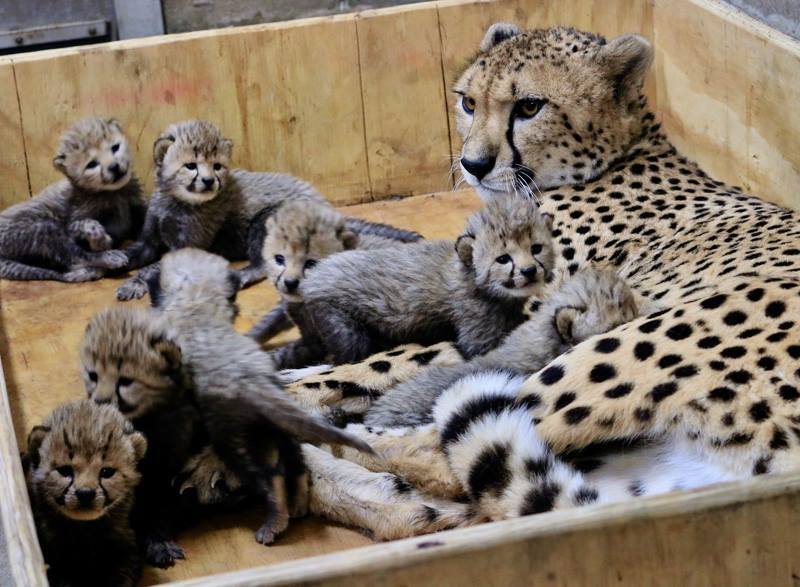 这只大猫真能干,一次产下8只幼崽,动物园