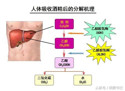 喝酒，到底是养生还是伤身？告诉你酒的这三个真相，从此懂喝酒