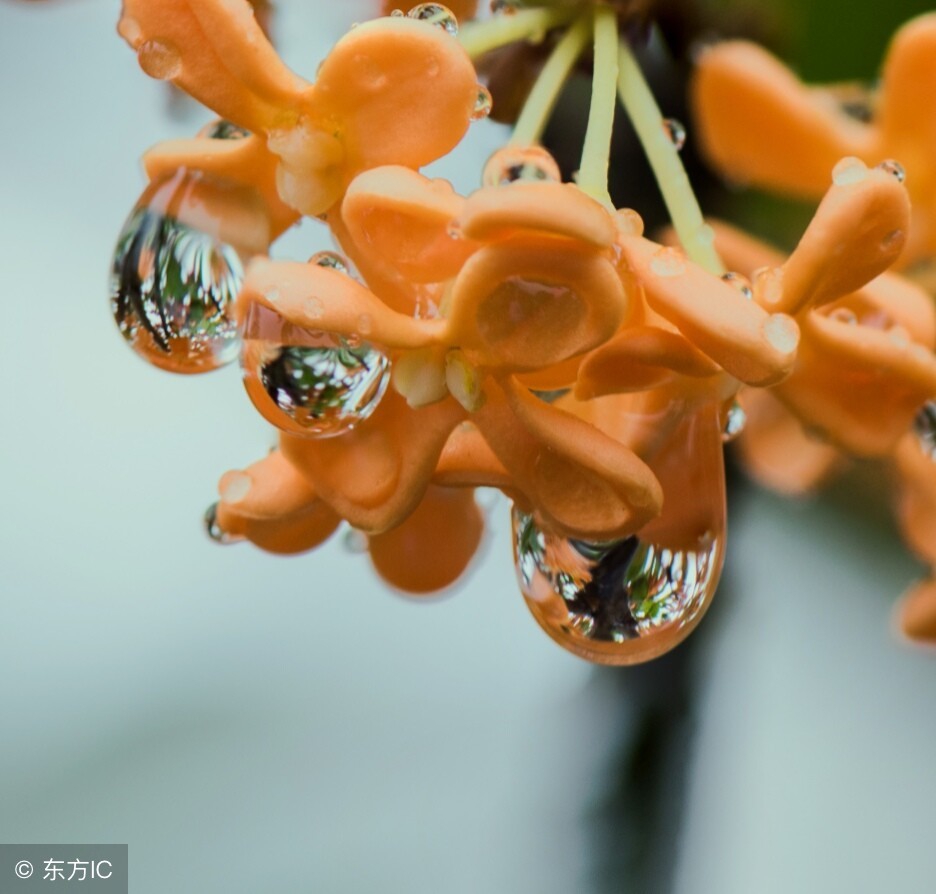 寒露，你感受到寒意了吗？且听陆游笔下的“寒露”-第3张图片-诗句网