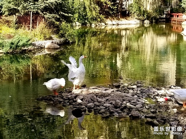 Galaxy手机里的十一国庆-再见了秋景