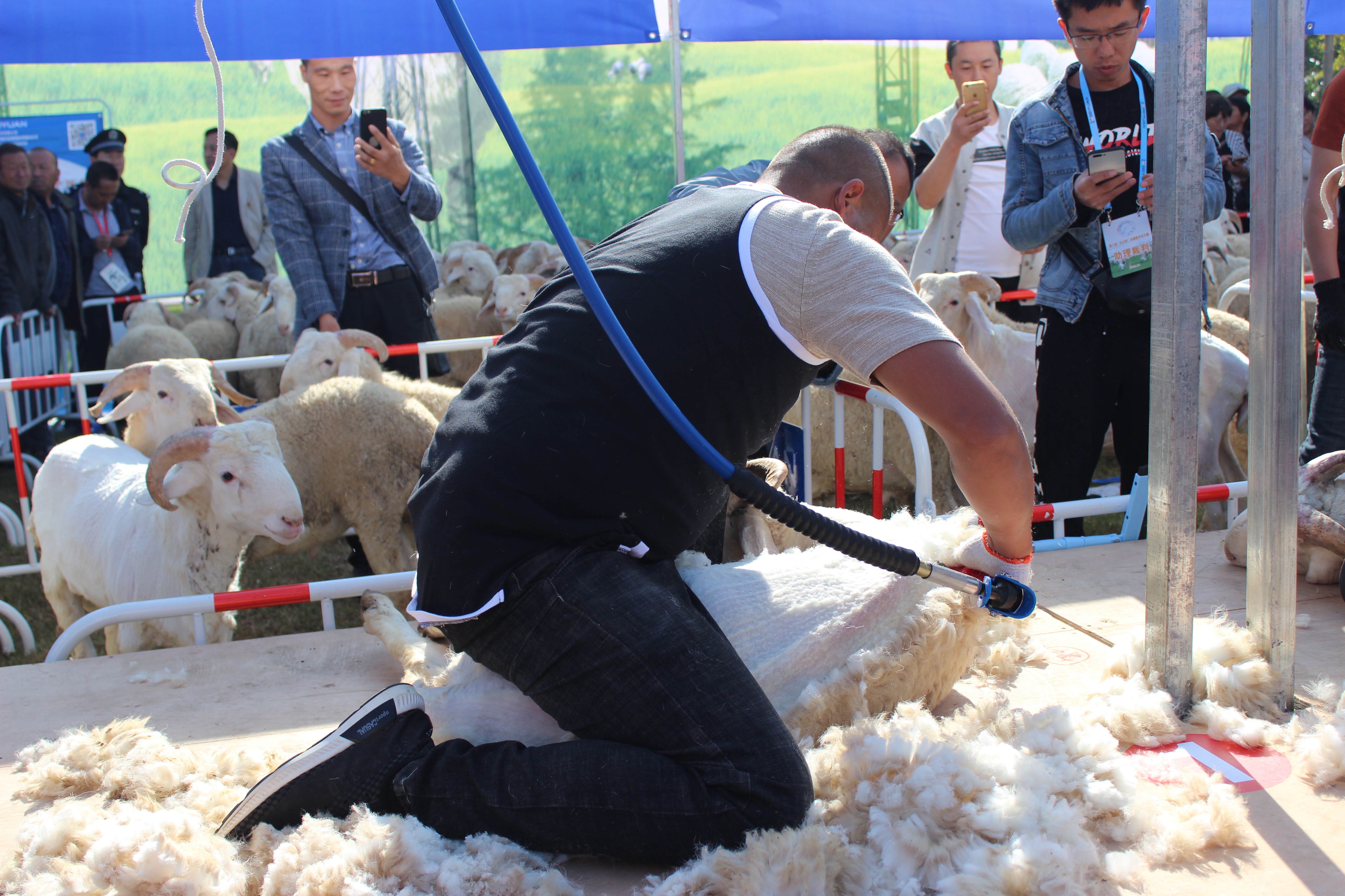 兰考举办剪羊毛大赛,有人跪在羊身上剪,小羊一秒"赤裸"变羞涩