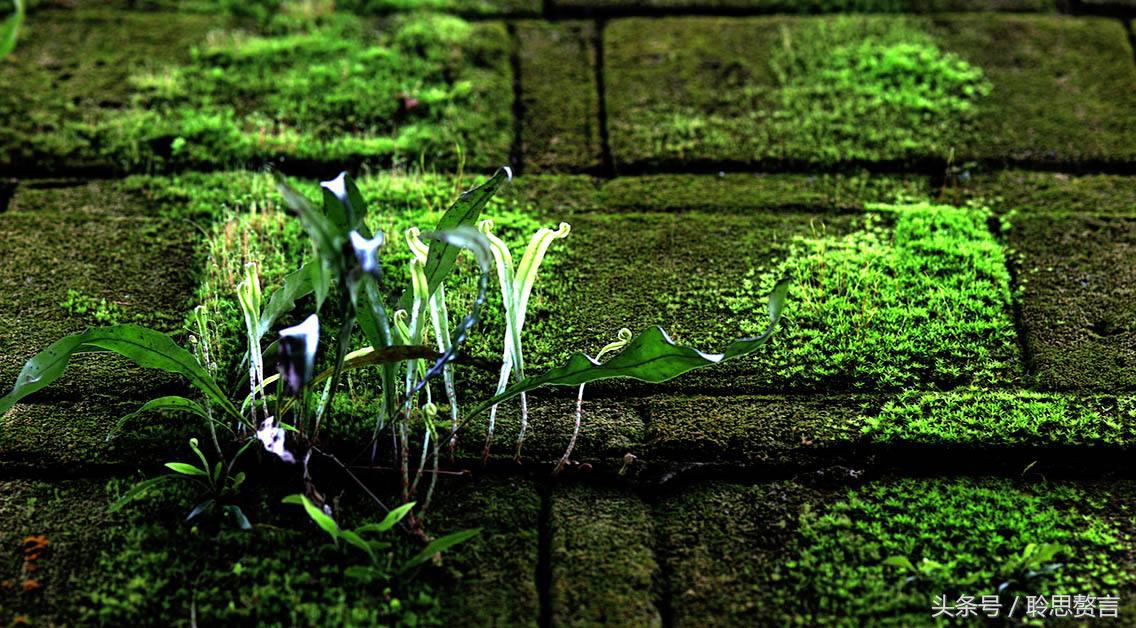 历代咏草诗词精选二十四首 恨如芳草，萋萋无数，凭栏总是销魂处-第1张图片-非凡网