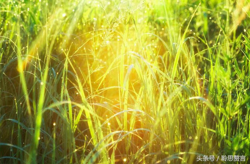 历代咏草诗词精选二十四首 恨如芳草，萋萋无数，凭栏总是销魂处-第16张图片-非凡网