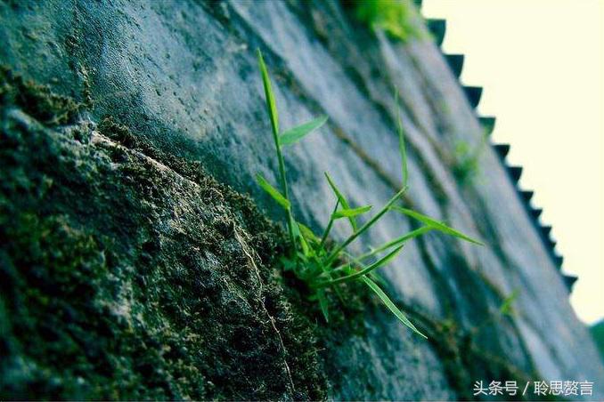 历代咏草诗词精选二十四首 恨如芳草，萋萋无数，凭栏总是销魂处-第17张图片-非凡网