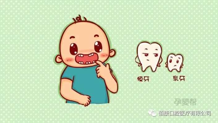 如何区分乳牙和恒牙？