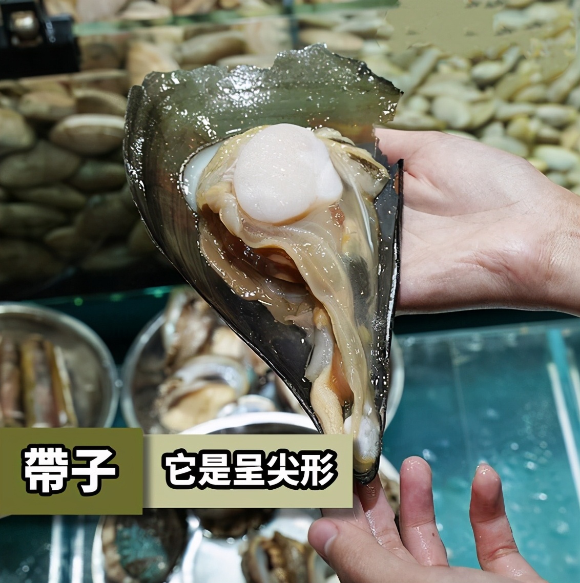 帶子、扇貝、元貝有啥分別?該怎麼挑選?一文教會你 - 資訊咖