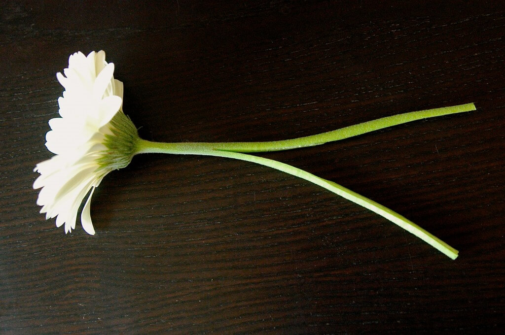 高颜值的鲜花实验，学习植物喝水与毛细现象，培养孩子科学思维