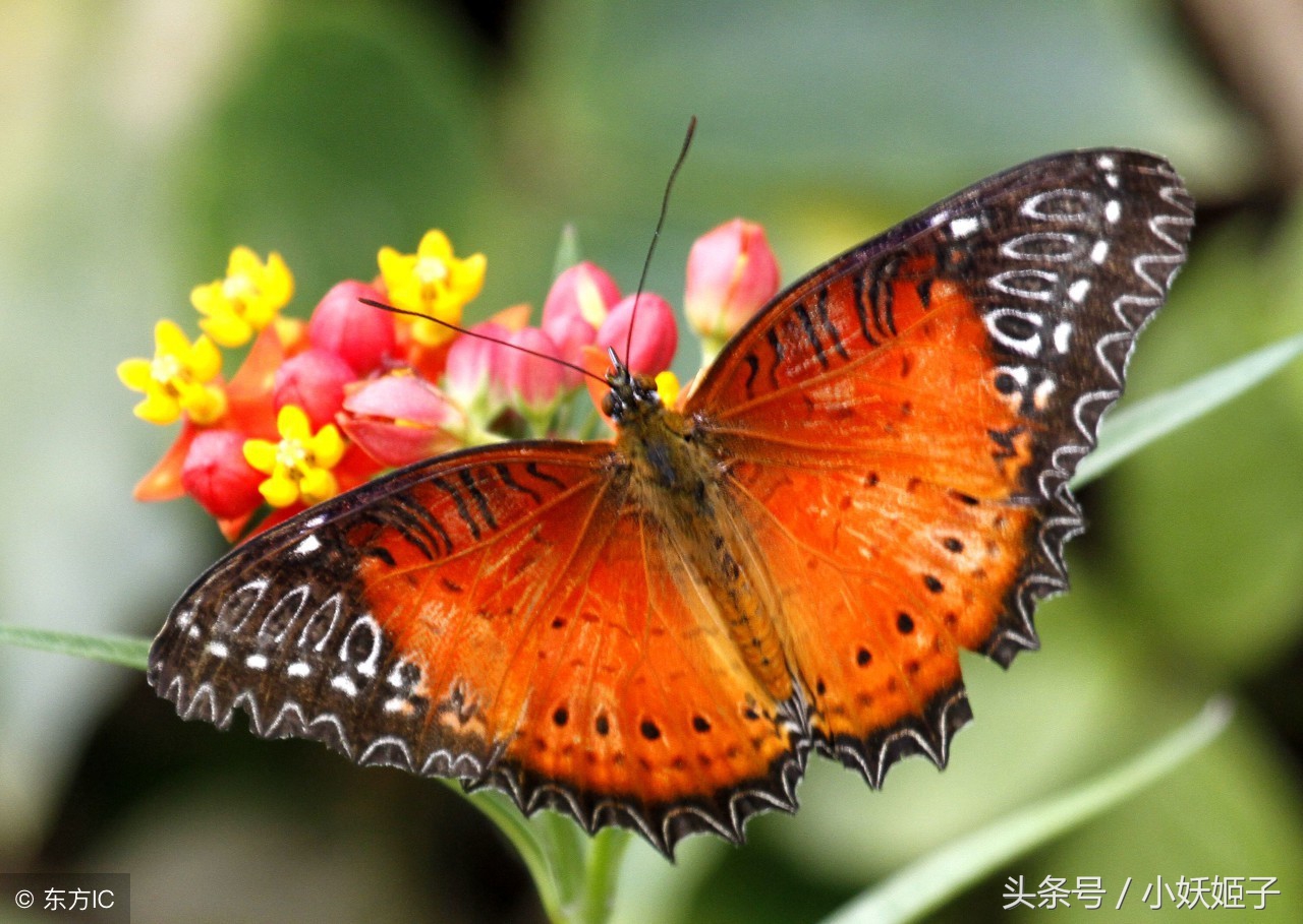 令人惊异的七彩蝴蝶