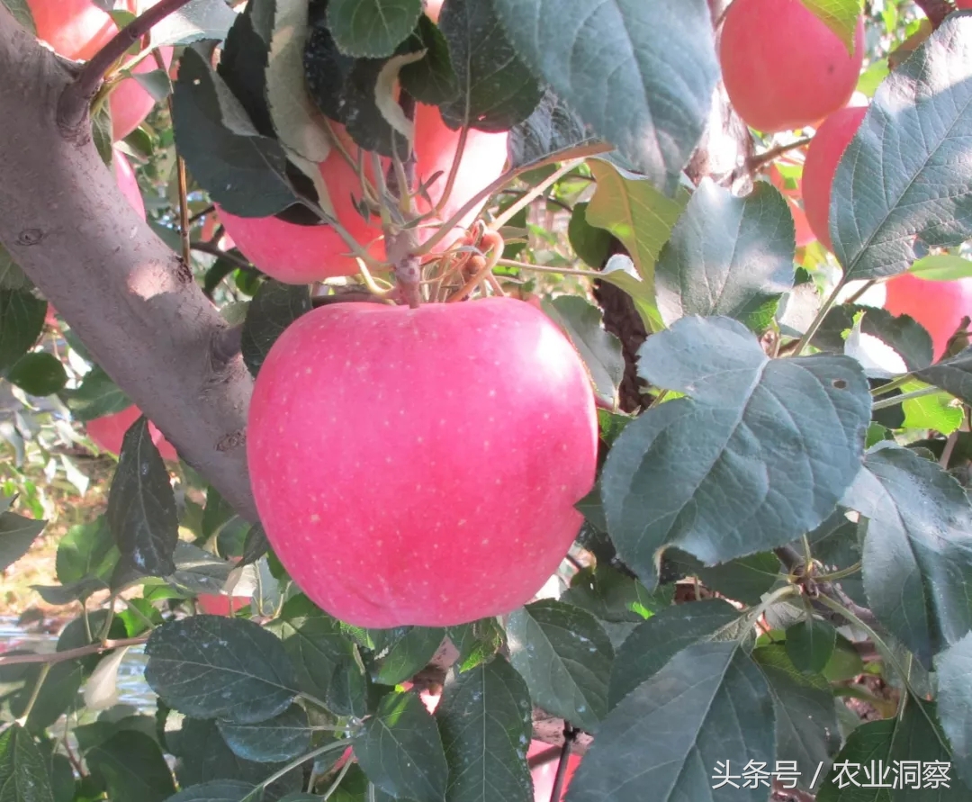 蘋果樹圖片,蘋果樹圖片大全