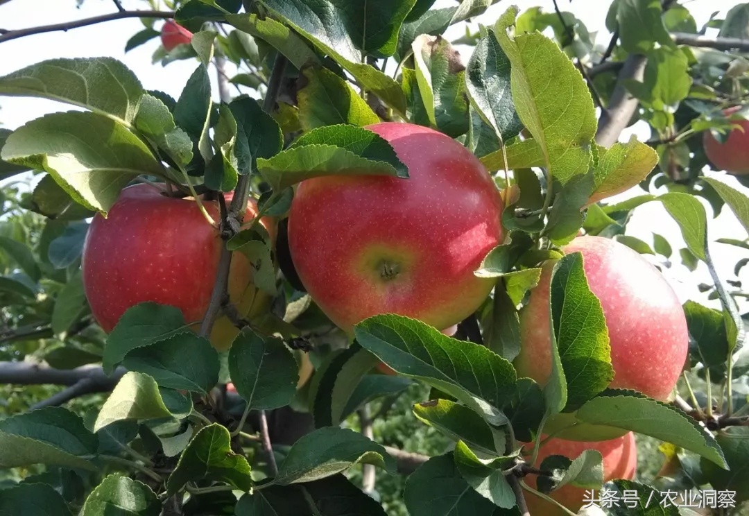 苹果树图片,苹果树图片大全