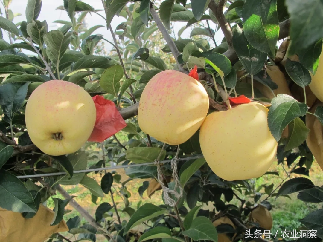 蘋果樹圖片,蘋果樹圖片大全