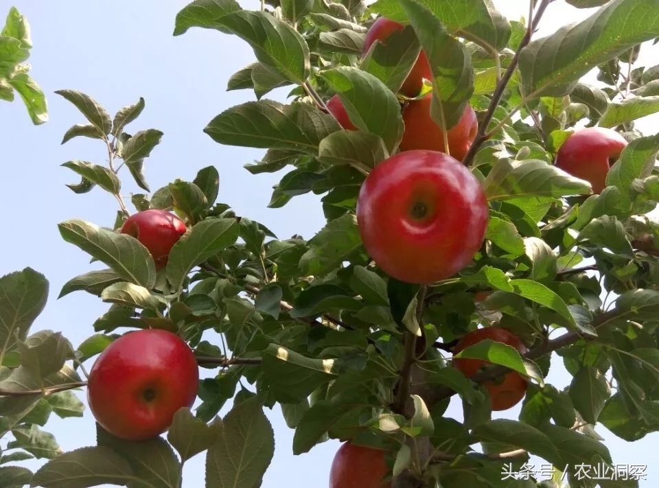 蘋果樹圖片,蘋果樹圖片大全