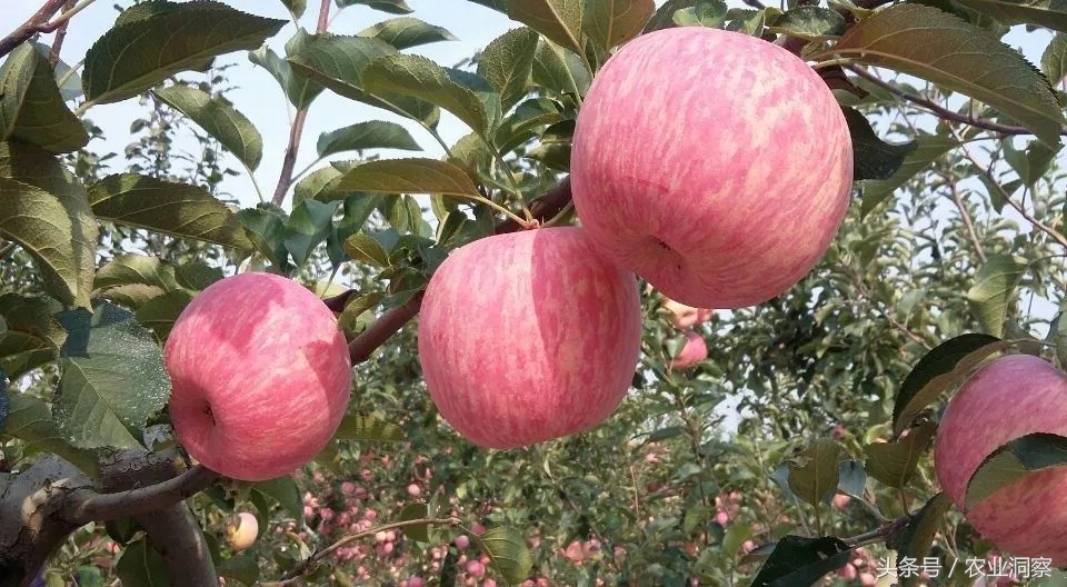 蘋果樹圖片,蘋果樹圖片大全