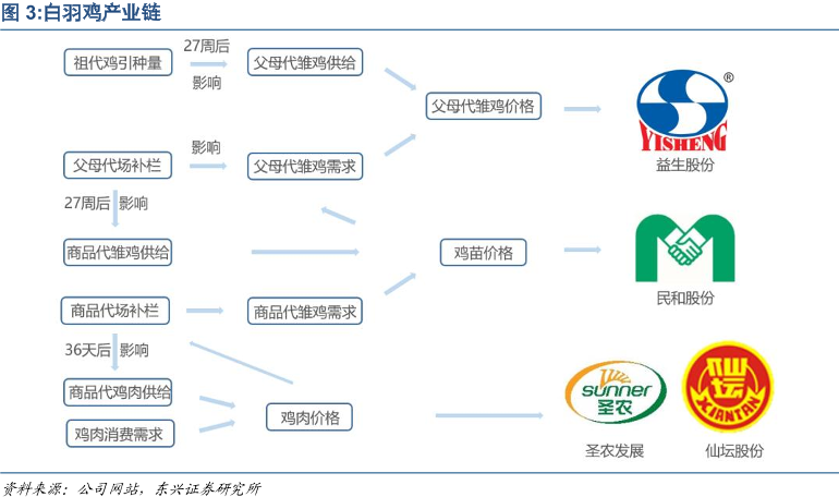 「祖代股份」养鸡的上市公司有哪些（上市龙头公司排名详解）