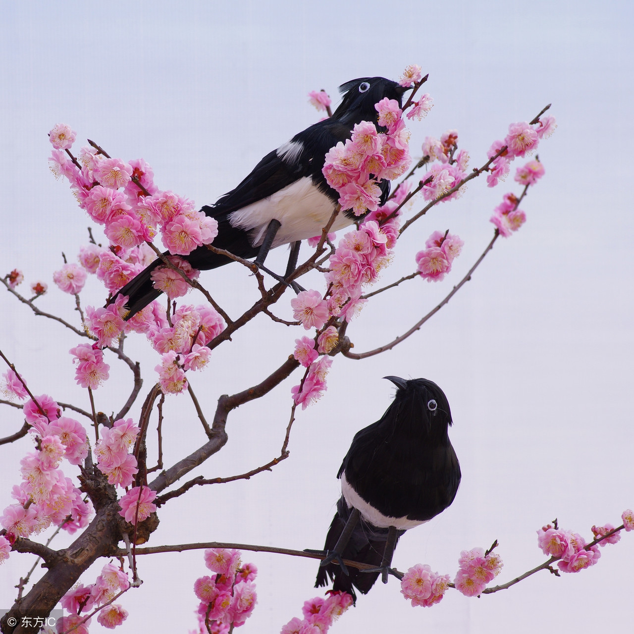 周公解梦:喜鹊象征着爱情和好运,梦见喜鹊大吉大利