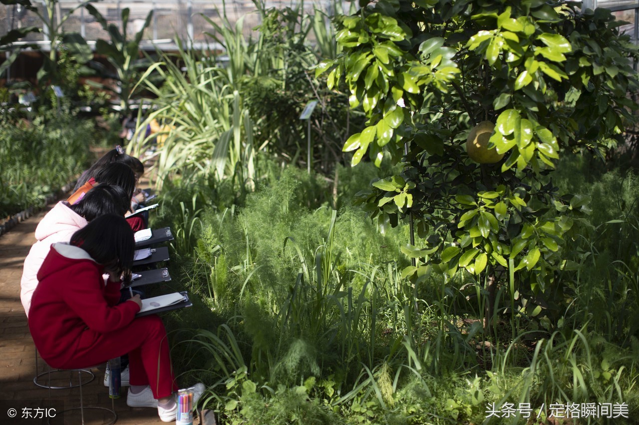 云南小学办“开心农场”养猪种菜 一年赚40万 千名学生顿顿有肉吃