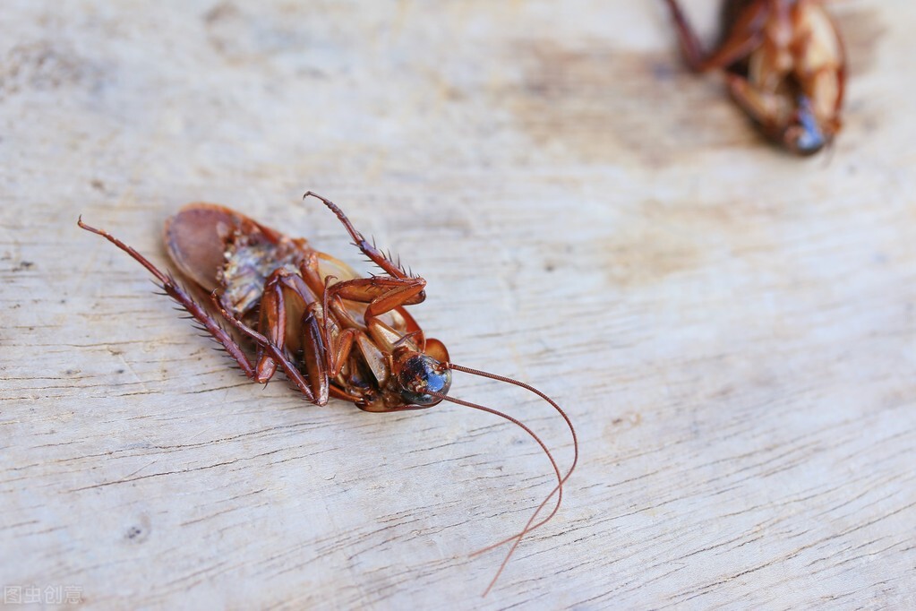 蟑螂入藥你敢吃嗎？蟑螂存在了約3.5億年之久，可以治療癌症？