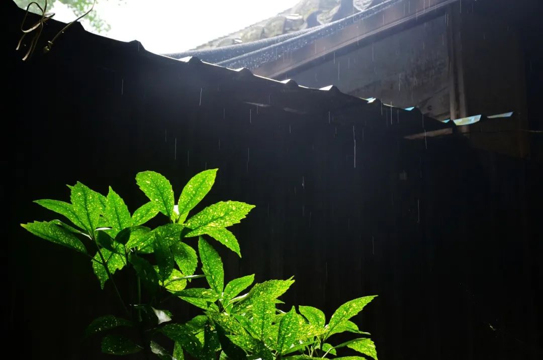 夏雨诗词，洗去人间炎热，送来一夏清凉-第8张图片-非凡网