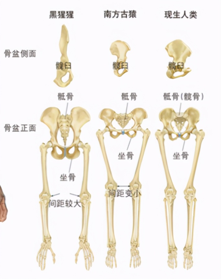 為什麽女人生孩子撕心裂肺，而動物生育後代那麽輕鬆？