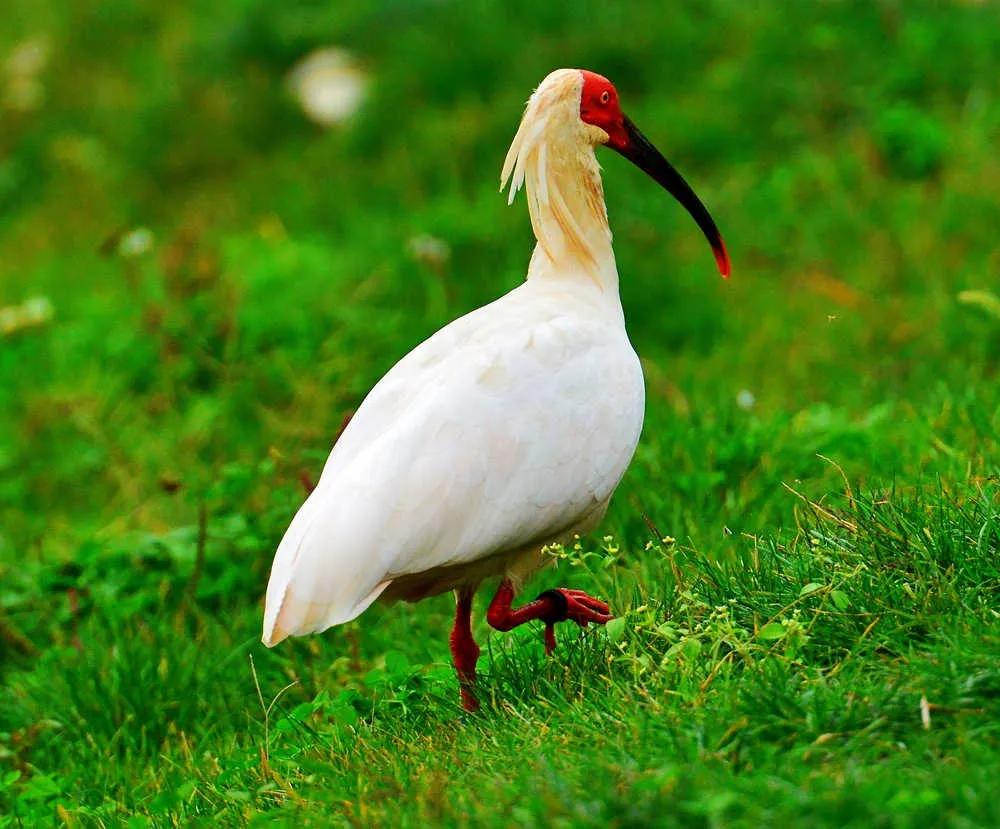 Crested Ibis: The 