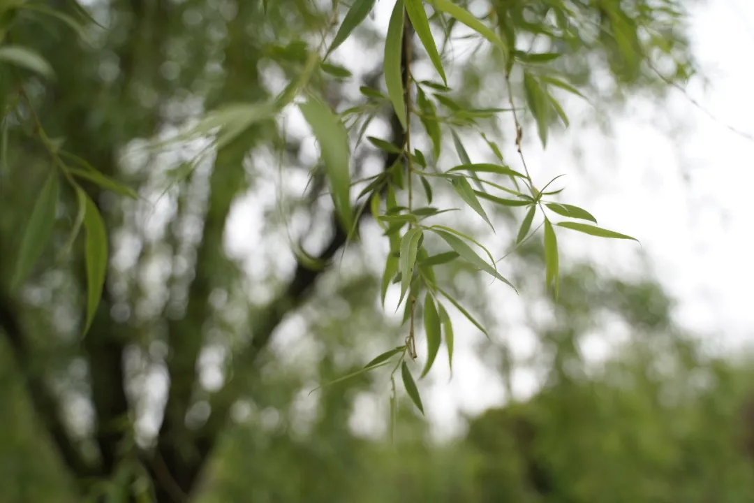 成都高新区朝阳小学清明节气主题活动日