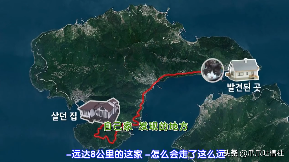 猫咪每日奔袭8公里，只为谈恋爱，谁说异地恋就没有好结局？