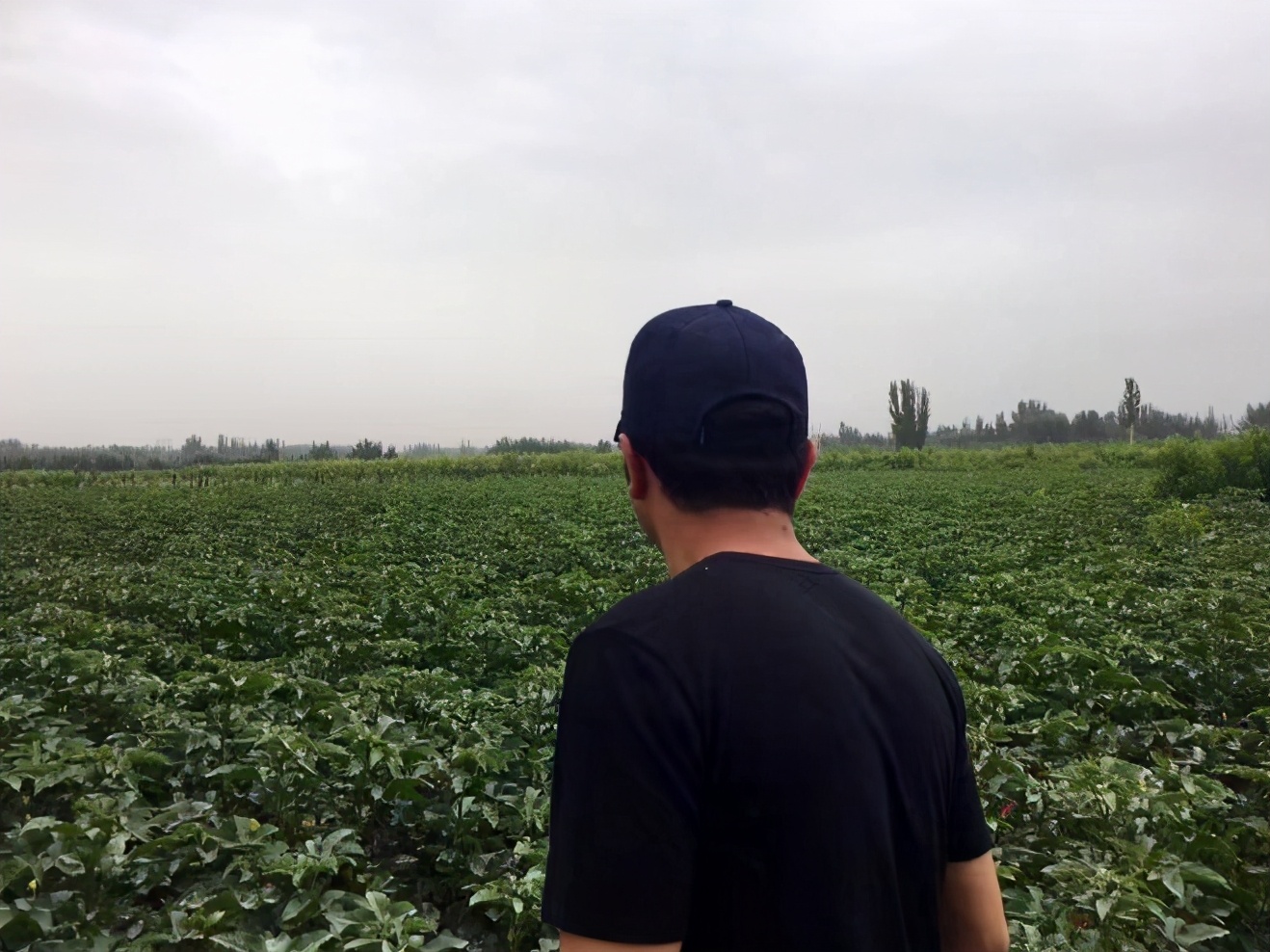 超百位明星声援新疆棉！洪晃痛骂HM有病，尼格买提亲下棉田支持