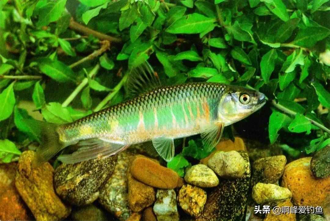 五彩斑斓"桃花鱼",能在当今这个环境生存下来,确实实属不易!
