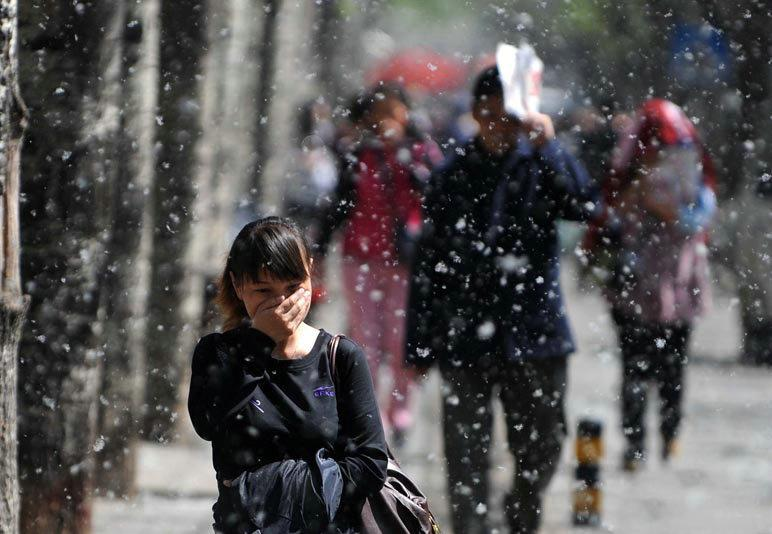 柳絮讓人苦不堪言，沒想到還是美食，在吃貨麵前為何依然猖狂？