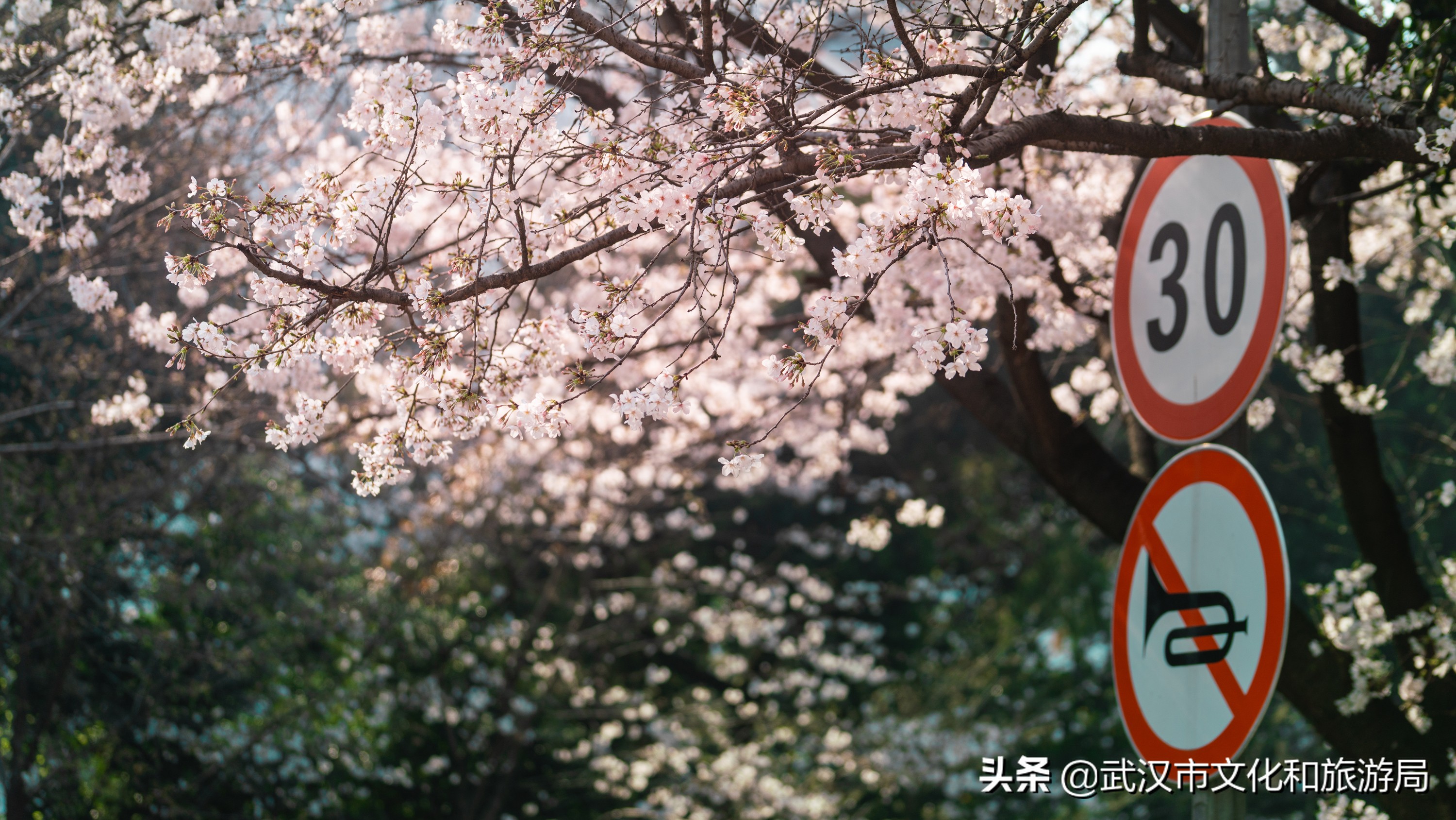 武汉樱花，美出圈了！